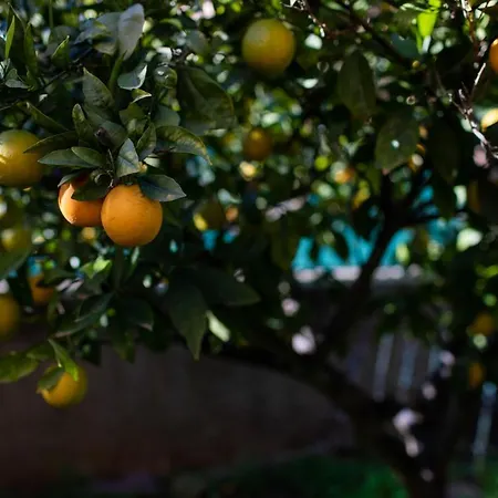 Florit Flats - The Orange Lemon Tree House *